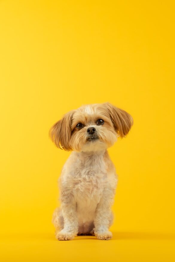 Tips for teaching your dog basic obedience commands Press WireLine